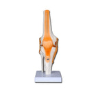 Articulación de la rodilla