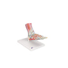 Modelo de esqueleto de pie con ligamentos y músculos.