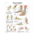 Anatomical board - Foot and ankles - Anatomy and pathology