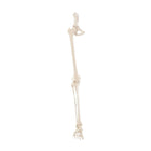 Leg skeleton with half of the pelvis