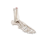 Esqueleto del pie con muñón de tibia y peroné (peroné), sobre alambre, lateral